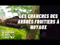 Les Chancres Des Arbres Fruitiers à Noyaux Canker Diseases Of Stone Fruit 