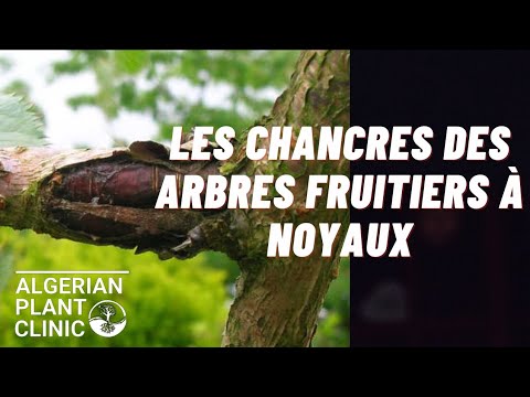 Chancre Causes Principales _ Attaque De Chancre Des Arbres – XYBAC