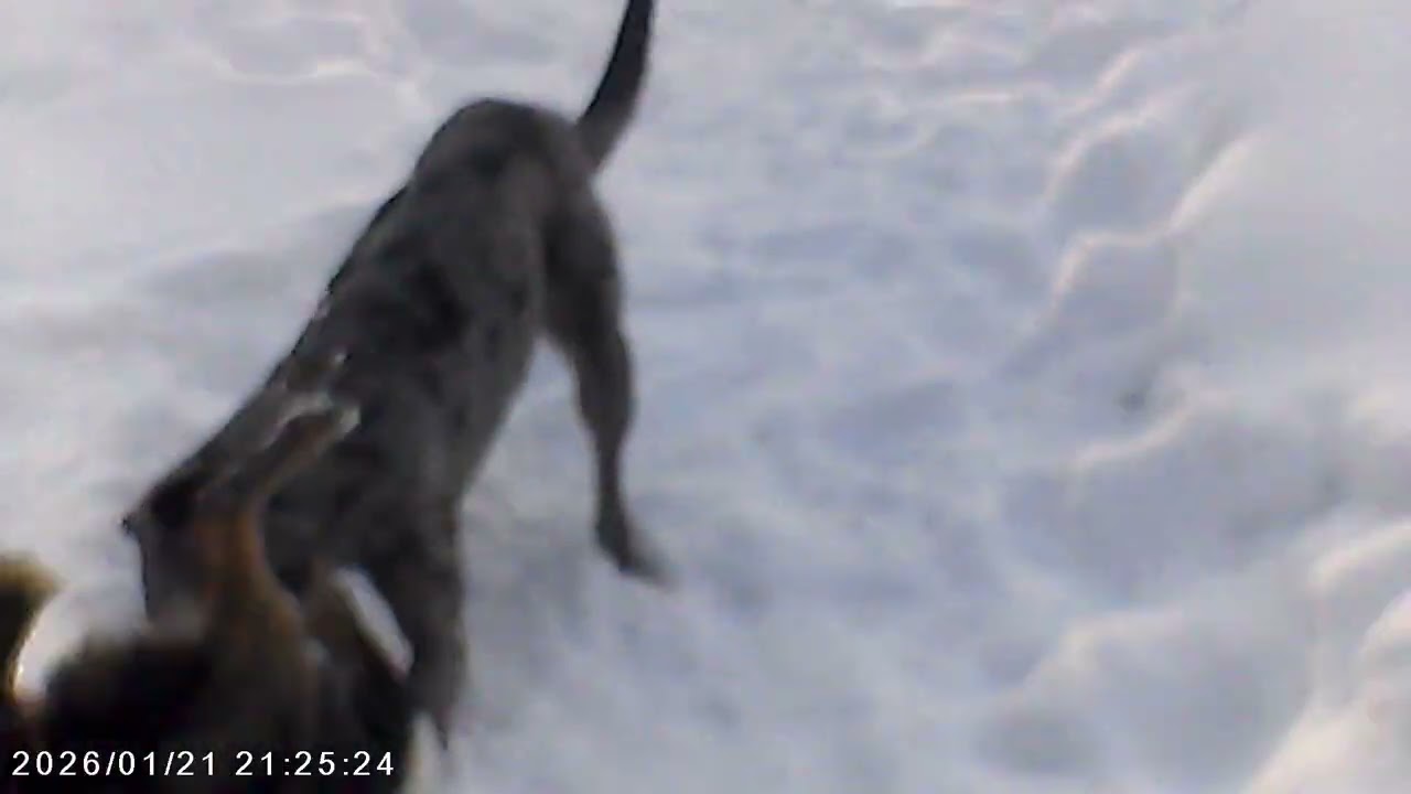 Tiki Ville Ramblings...Win Fake gopro