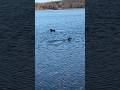 Common loon, one of my favorite animals #birds #nature #outdoors #shorts