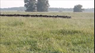 Ogden Cattle Co. Hangin Tree Cowdogs "Gathering 160 Head'