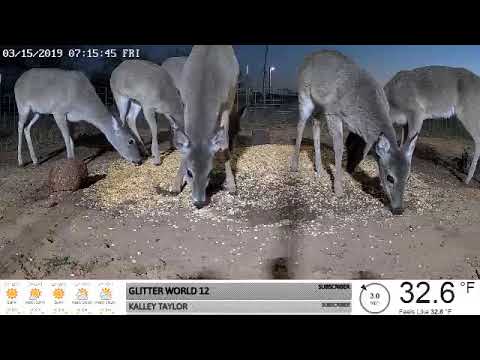 feral hogs map Deer On Camera 3-15-19
