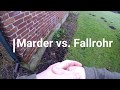 Marder vs fallrohr