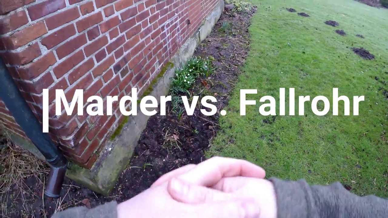 Marder vs. Fallrohr 