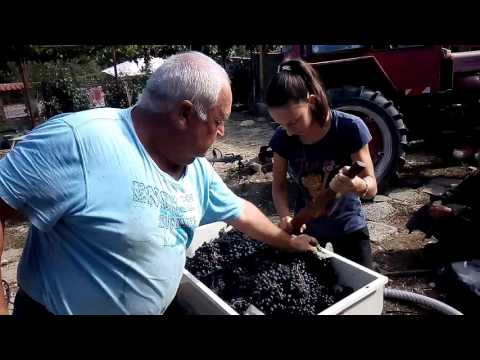 Видео: Как да ускорим узряването на гроздето? Ами ако гроздето е неузряло и няма време да узрее?