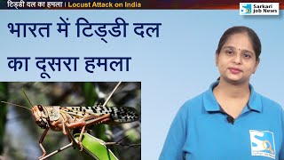 टिड्डी दल का दूसरा हमला । Locust Attack on India । Current Affairs Sarkari Job News