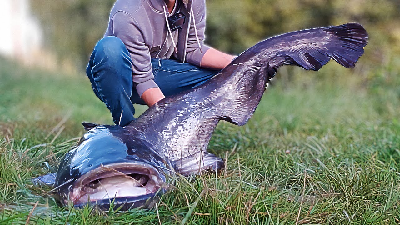Huge Wels Catfish on 12 LB Line