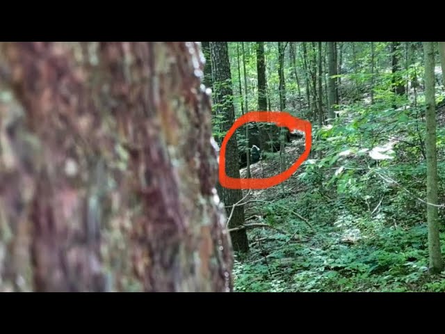 A Neighbor Asked Me To Have Our Viewers Review This Footage Taken In The Woods On Our Property Line