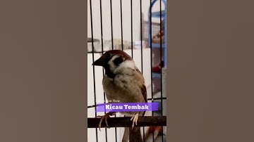 Pancingan Ampuh Burung Gereja Memanggil Teman Langsung Nyaut | Kicau Tembak