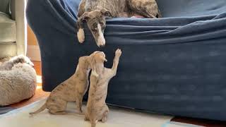 Aristaios Whippet Mom Stormy still cares…kind of!