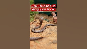 Các Tên Gọi Khác Nhau Của Rắn Hổ Mèo Cực Độc #shorts #snake #rắn #rắnđộc