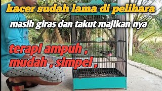 Terapi mengatasi burung kacer giras  takut majikan