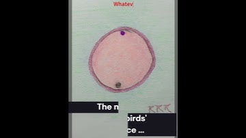 Thumbnail of Chirp Chirp