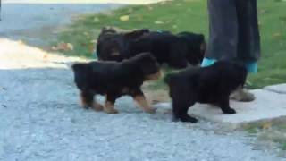 Rottie Poo Puppies For Sale