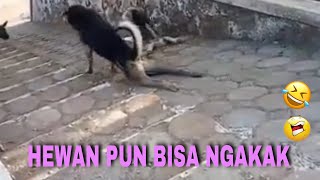 TINGKAH ANEH PARA ANIMAL | VIDEO LUCU KOCAK PARA HEWAN | ANIMALS FUNNY VIDEO