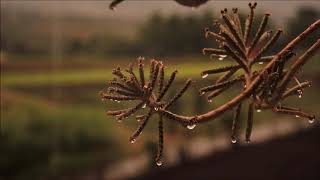 (background video) hujan