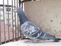 Спортивні голуби (самці) Сані Скунзі