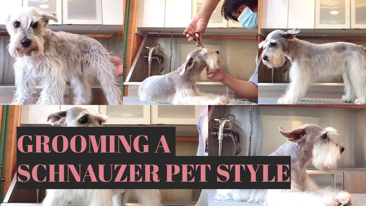 Schnauzer Dog Grooming (Schnauzer Cut) Bunny TV YouTube