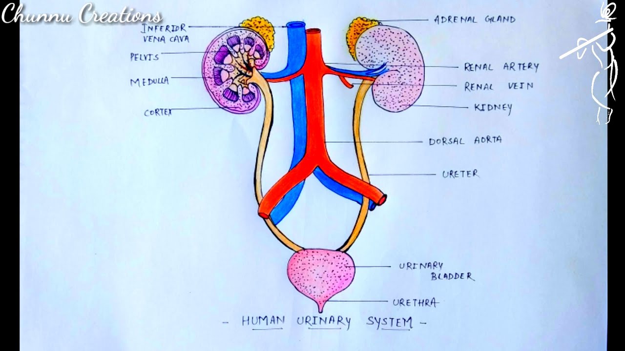 How To Draw Human Urinary System Step By Step Human Urinary System