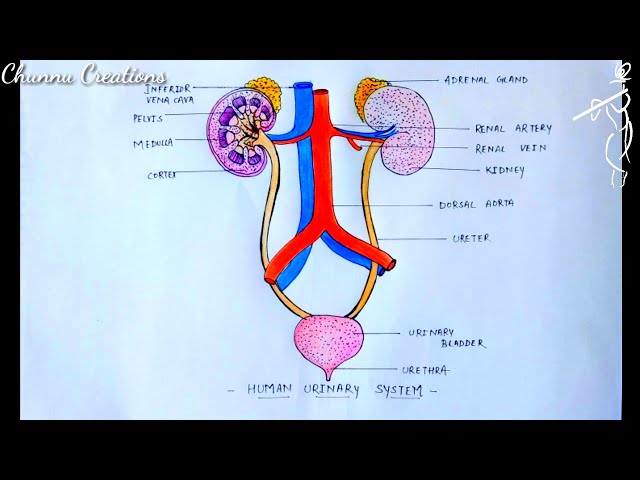 Draw a diagram of the human urinary system and label in it. a) Kidney b)  Urinary Bladder c) Urethra