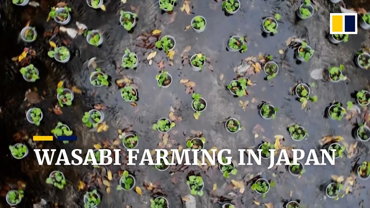 Wasabi, Japan’s ‘green gold’ are you eating the real thing? YouTube