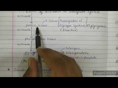 Regulation of glycogenesis and glycogenolysis