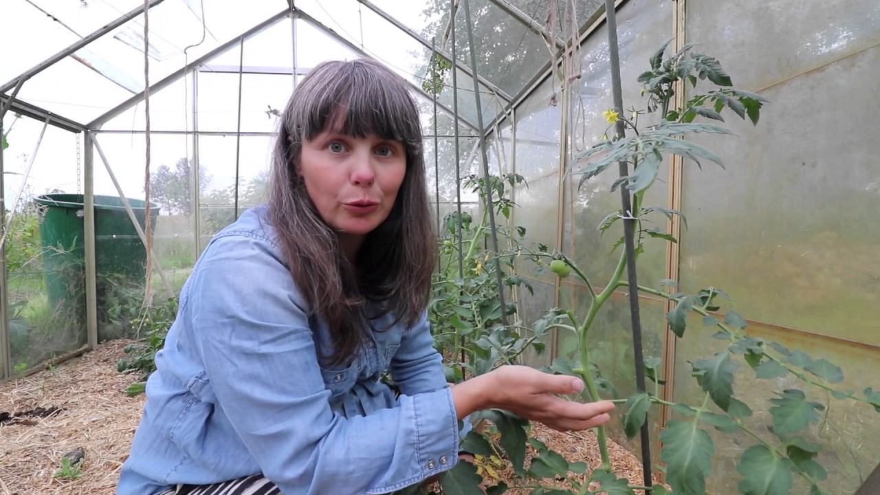 hvordan passer man tomatplanter hvordan passer man tomatplanter