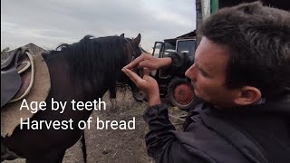 Что такое раздельное комбайнирование.| Как определить возраст лошади по зубам.