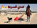 سباق بين الكلب السلوقي وخيل عربي مين اسرع 