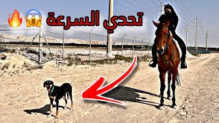 سباق بين الكلب السلوقي وخيل عربي !! مين اسرع ؟