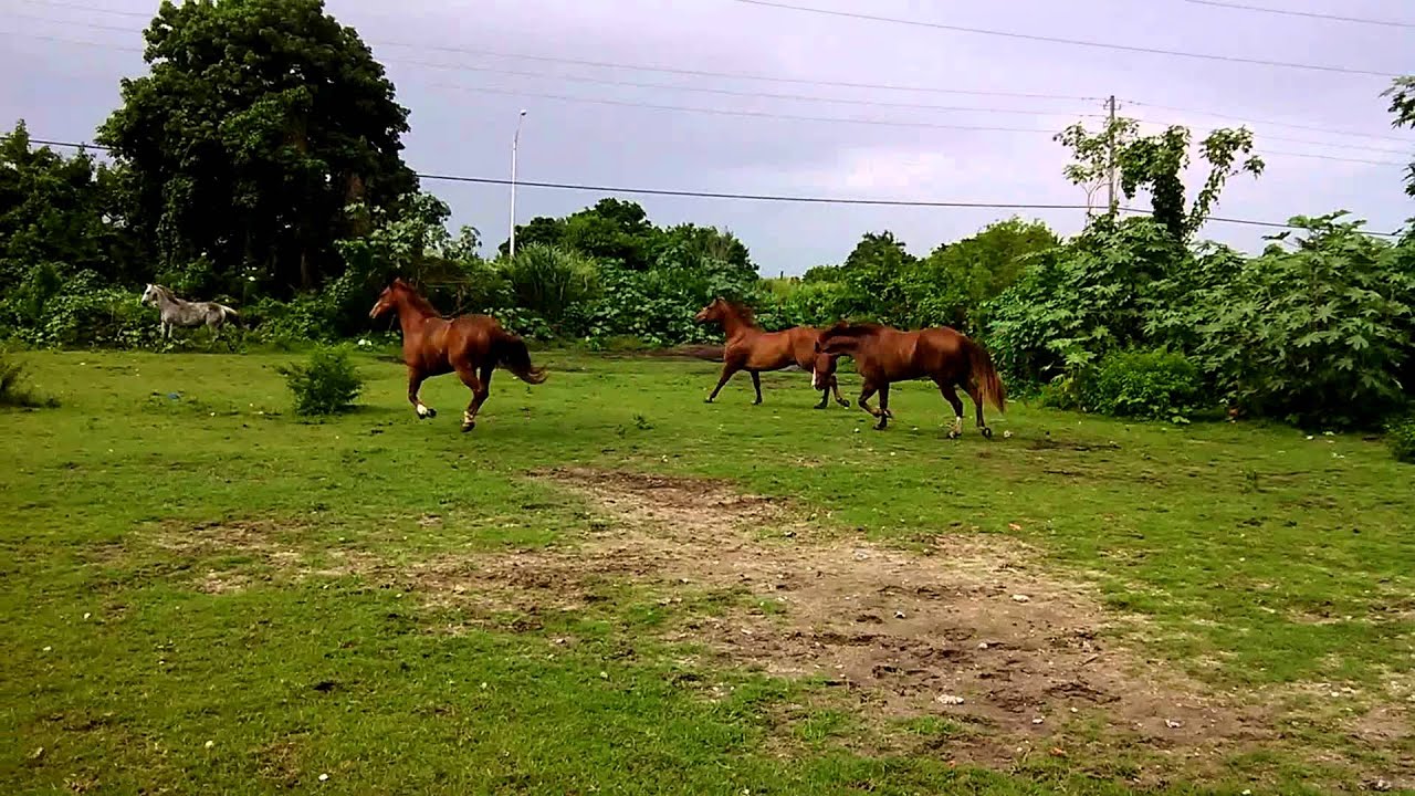Team roping horse pasture - YouTube