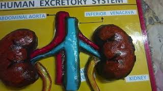 Human Excretory System - Science Working Model Of Kidney