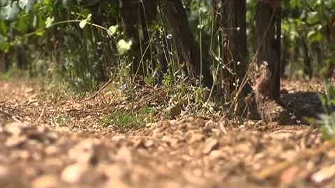 More Crops Per Drop!