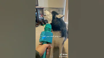 اقوى زوامل المنشد عيسى الليث 