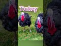ديك رومي او حبش بالانجليزيه ديك رومي