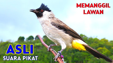 Suara Burung Kutilang Asli Pikat Juara Memanggil Lawan Agar Bunyi
