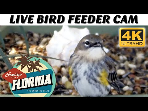 Live Bird Cam in FL (4K) with Rainwater Fountain