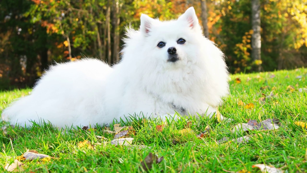 #0830 My Japanese Spitz - YouTube