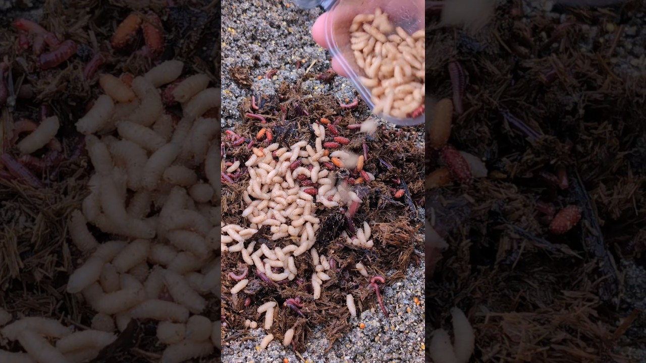 Feeder fishing in Winter ❄️ #pescuit #fishing