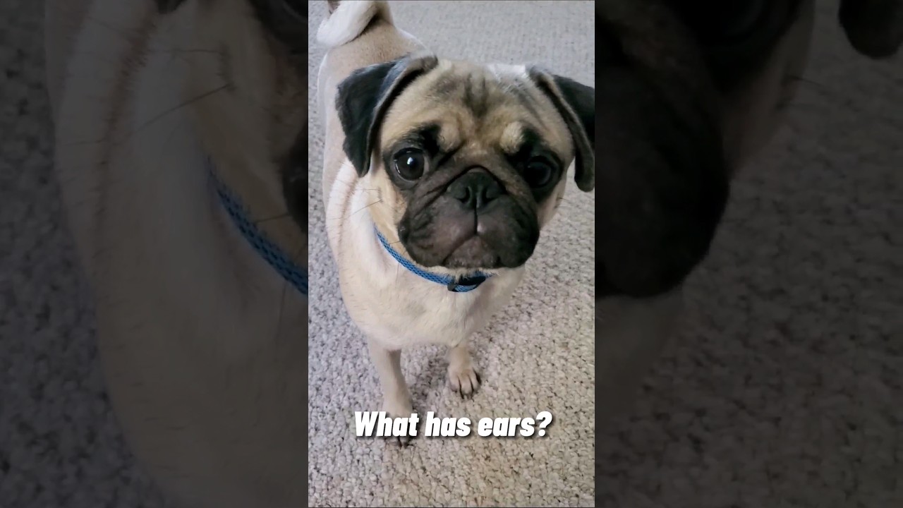 I don't think her ears work 🤔 