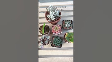 How to water your succulents correctly?! #succulent #watering #houseplants