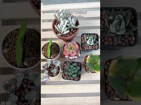 Video: Echeveria Succulent Plants – Opi Argentiinan echeveria-kasvien hoidosta