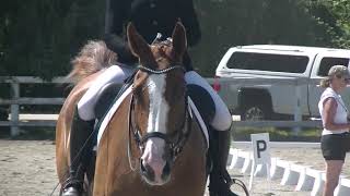 Stephanie Reeves on Hermes DSP. Second Level Test 3. FIRST PLACE FINISH!!!