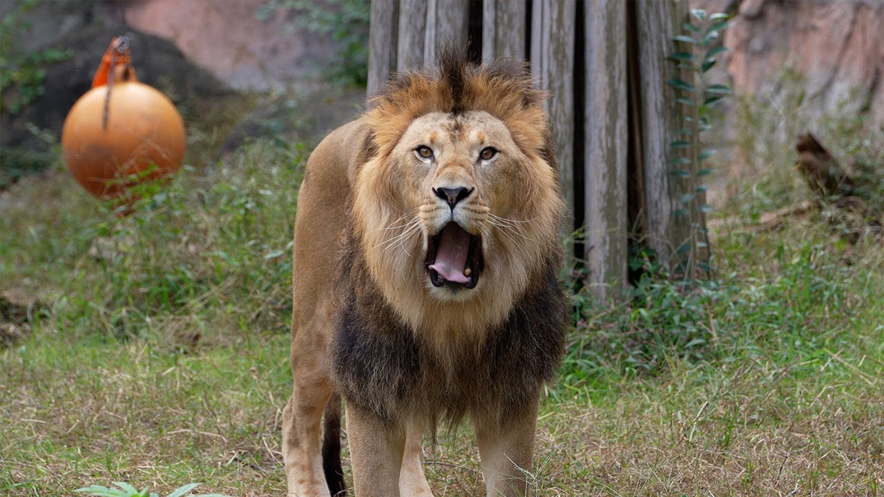 Lion 