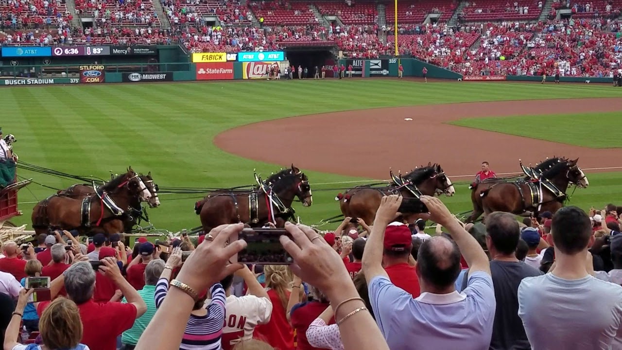 Budweiser Clydesdales Busch Stadium 2017