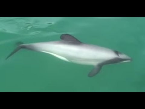 Maui's Dolphins in New Zealand - protect Ocean habitat