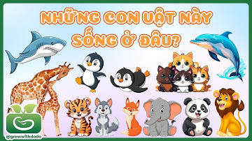 Những con vật này sống ở đâu? Tên gọi Tiếng Việt - Tiếng Anh 20 con vật | Khám phá thế giới động vật