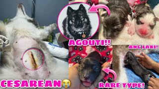 Meet Mishka’s Puppies! | RARE TYPE! | Cesarean Again | Husky Pack TV