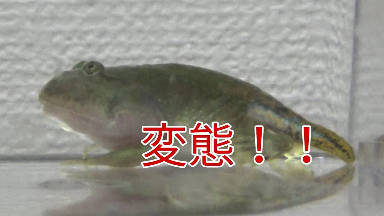 変態しました バジェットガエル Youtube