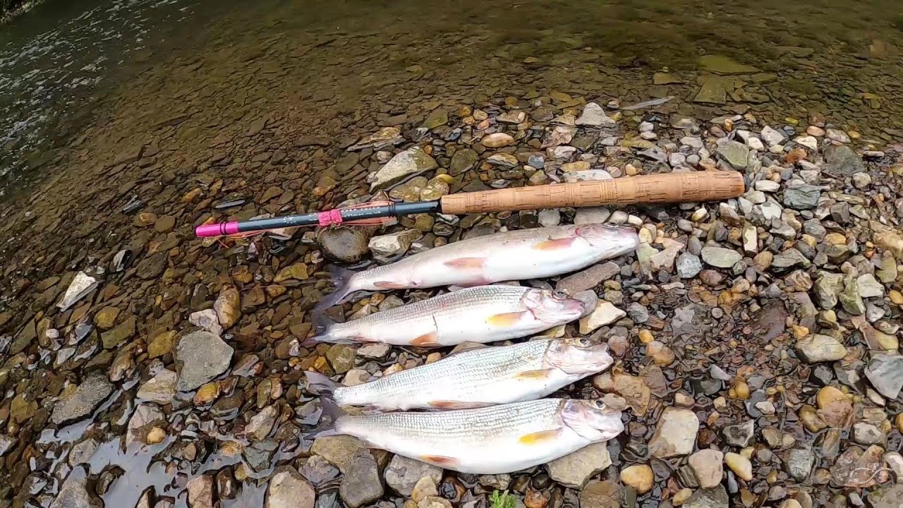 С тенкарой в июле